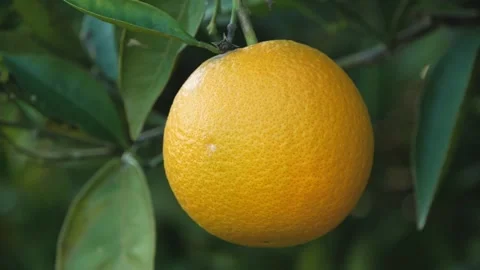 View In Motion Of A Lone Orange On A Tree Between Green Leaves Stock Footage 195987212