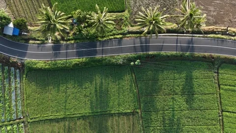 View of Motorcycle Riding on Winding Country Road and Lush Green Rice Fields Stock Footage 346008563