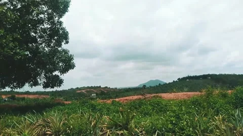 View of mount bintan with pineapple plant 스톡 동영상 215337670