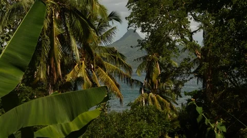 View of Mount Choungui in Mayotte, palm trees in the foreground, Mayotte Stock Footage 301107206