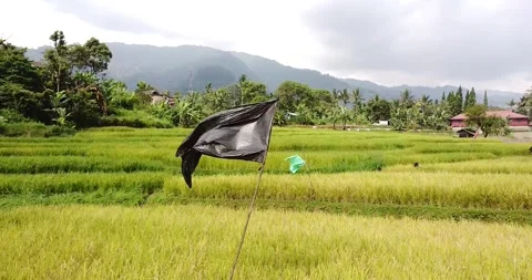 View of Mount Gede Pangrango in the Rice Fields 動画素材 272770522