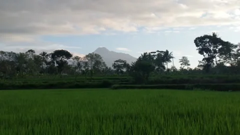 View of Mount Merapi from the rice fields in the morning Stock Footage 242742591