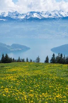 View from mount rigi of lake lucerne, the local flora and surrounding mountai Stock Photos