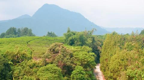 View of mount Salak and tea plantation in Cianten Bogor West Java Stock Photos