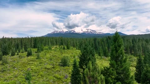 View of Mount Shasta beyond the conifer forests. Video stock 295810155