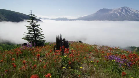 View of Mount St. Helens Stock Footage 246076334