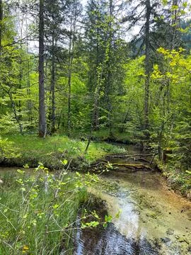 View of a mountain alpine forest flooded with melting water in spring Stock Photos