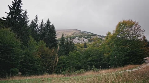 View of the mountain and coniferous forest Stock Footage 253478594