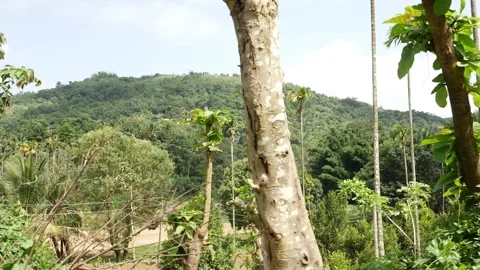 View of mountain covered with trees Stock Footage 156969343