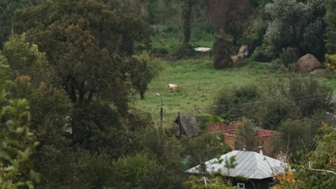 View from the mountain of a cow grazing in a small clearing among village houses Stock Footage 286094504