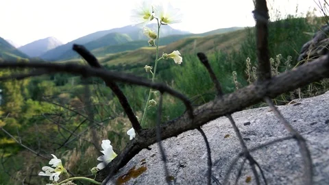 View of the mountain flower through the dry branch Stock-Footage 112399973