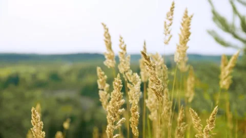 The view from a mountain to a forest. Enjoying the view. Stock Footage 283534367