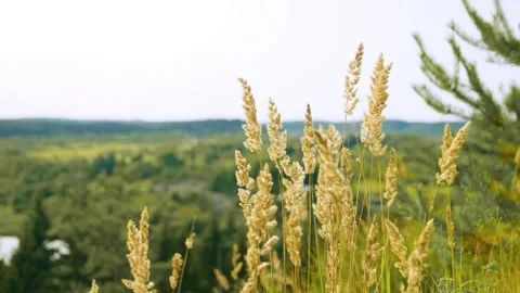 The view from a mountain to a forest. Enjoying the view. Stock-Footage 283534373