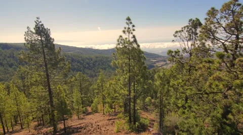 View of the mountain forest Stock Footage 54497386