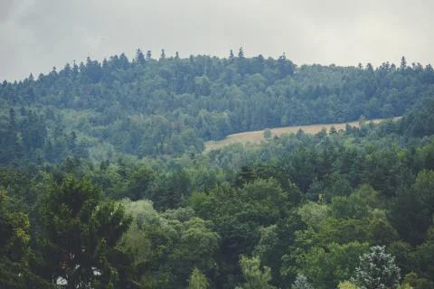 View of mountain forest landscape under sunlight in the middle of the summer  Stock Photos
