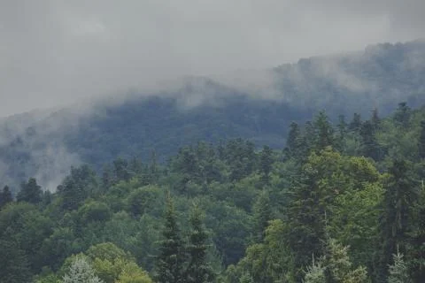 View of mountain forest landscape under sunlight in the middle of the summer  Foto stock
