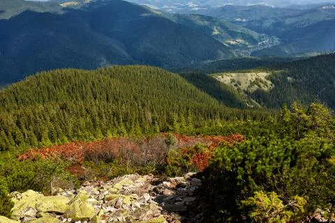 View of mountain forest landscape under sunlight in the middle of the summer Stock Photos
