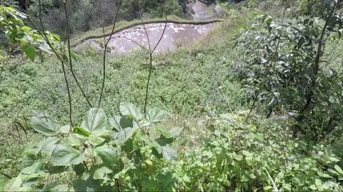 View From Mountain, Forest, Valley, Flooded Rice Terraces, Banaue, Philippines Stock Footage 234322459