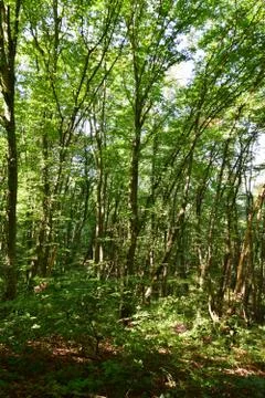 View of mountain green trees Stockfoto's
