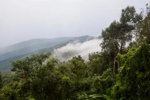 A view of mountain layer with fog spread over the tropical rain forest. Stock Photos