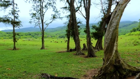 A view of a mountain meadow with a herd of cows grazing in the distance. Cattle  Stock Footage 275003843