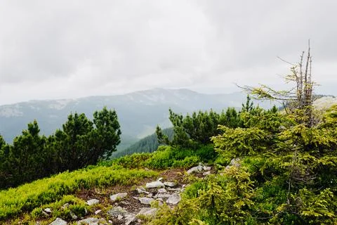 View from the mountain peak through the trees to the mountains Stock Photos