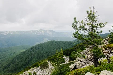 View of a mountain peak with a tree in the foreground. Stock Photos