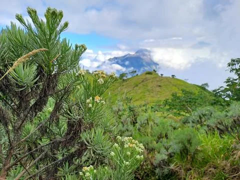 View Mountain 库存照片