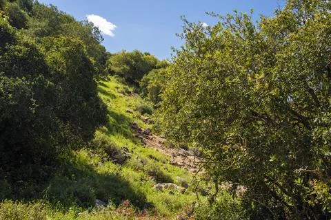 A view of a mountain range of a green forest against a dramatic back of blue sky Stock Photos