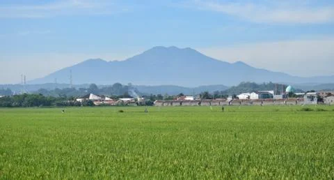 View of the mountain - rice fields with a mountain background Stock Photos