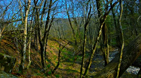 View of the mountain river in spring forest Video stock 38281976