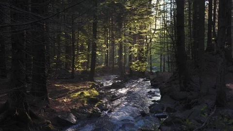 View of the mountain river from the top through the pine trees in sunny morning Stock Footage 115768900