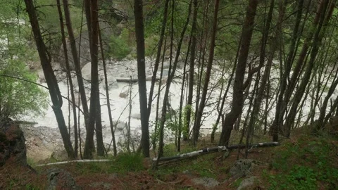 Up view of mountain river. View through thin high pines. Russian nature Stock Footage 142329424