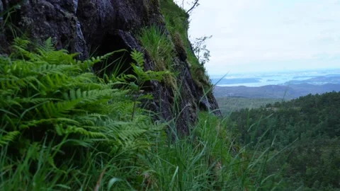 View from the mountain to the sea and the forest Stock Footage 279656435