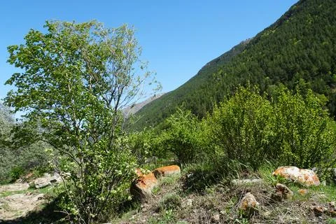 View of mountain slope with pine trees and birch in Baksan Gorge Фото