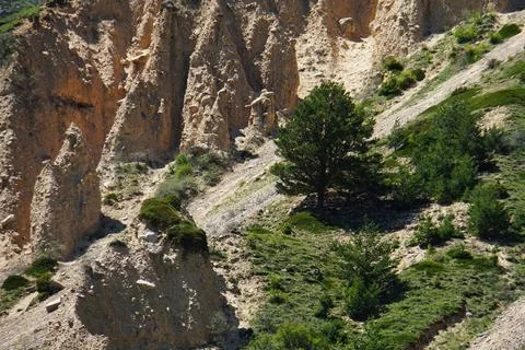 View of a mountain slope with pine trees in the Baksan Gorge 写真素材
