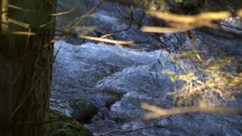 View mountain stream between pine trees. Video HD 库存影片 167509746