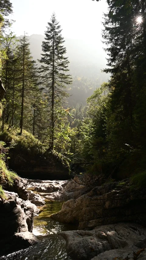 View of a mountain stream flowing between rocks in a forest, evening sun Video stock 260931504