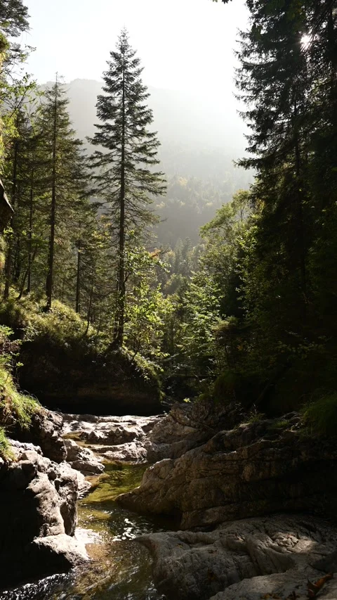 View of a mountain stream flowing between rocks in a forest, evening sun Stock Footage 260931507