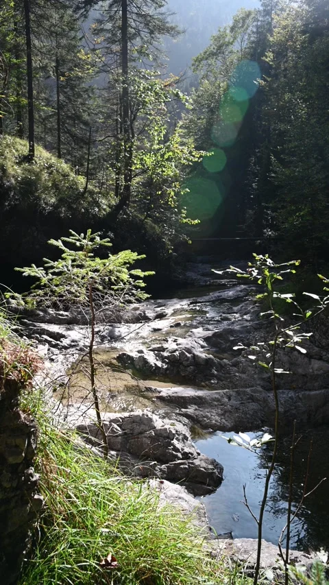 View of a mountain stream flowing between rocks in a forest, lens flare Stock-Footage 260931611