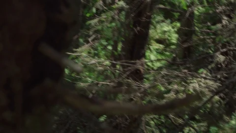 View of the mountain stream Stock Footage 113218028