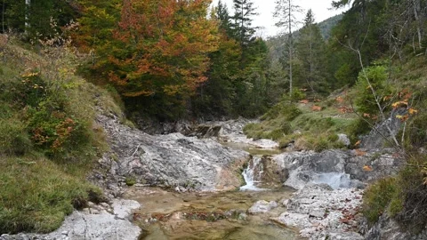 View of a mountain stream next to a forest in autumn Video stock 260864558