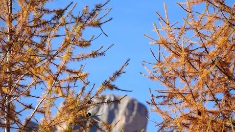 View of a mountain through orange colored larch branches, Autumn Stock Footage 129559314