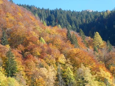 View of the mountain with trees with red yellow and orange foliage Фото
