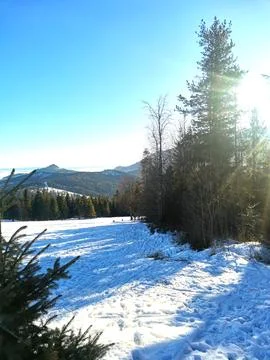 View of mountains among trees covered in snow Stock Photos