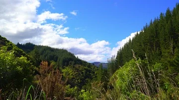 View on mountains and forrest Stock Footage 85489705