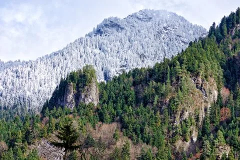 View of the mountains covered with snow and pine trees. Stock Photos