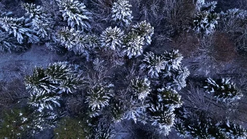 View of the mountains in the forest. Cinematic winter snowy forest. Video stock 300809617