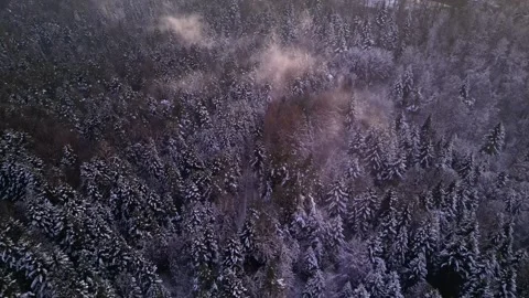 View of the mountains in the forest. Cinematic winter snowy forest. Stock Footage 300809932