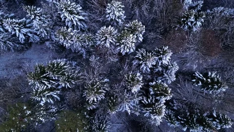 View of the mountains in the forest. Cinematic winter snowy forest. Video stock 300811073